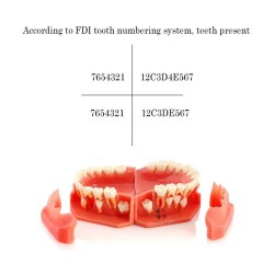 iDENTical Pediatric Development Model Age 9-12 M7013